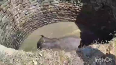 खूंटी: अनिगड़ा सेरेंगडीह गांव के कुएं में गिरा जंगली हाथी, वन विभाग की टीम बचाव कार्य में जुटी