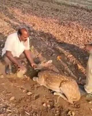 మనోహరాబాద్: జీడిపల్లి: గ్రామ శివారులో వీధి కుక్కల దాడిలో జింక మృతి