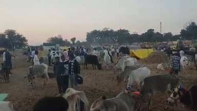 मंडला: अंतिम दिनों में पूरे शबाब पर हिरदेनगर का मचलेश्वर मेला, दोपहर बाद उमड़ी भारी भीड़