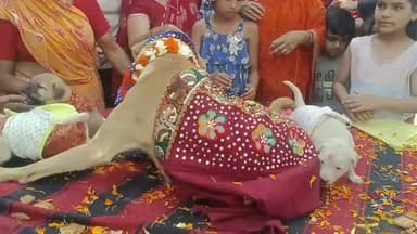 सरदारशहर: सरदारशहर में होली पर अनोखा आयोजन, सूबेदार कुएं पर मादा डॉगी और उसके तीन पिल्लों का किया गया जलवा पूजन