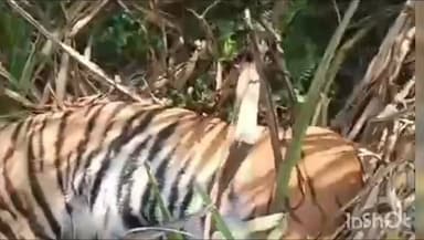 गोला गोकरणनाथ: गोला वन रेंज में गन्ने के खेत में मिला मृत बाघ, इमलिया गांव के पश्चिम खेत में शव मिलने से क्षेत्र में सनसनी