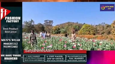 30,000 Opium Plants Destroyed in Bonai; ₹1.5 Crore Illegal Crop Seized, One Arrested
Massive Opium Cultivation Busted in...