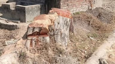 हैदरगढ़: अमसेरूवां गांव में नौ प्रतिबंधित गूलर के पेड़ काटकर किए गए नष्ट, विभाग ने की कार्रवाई