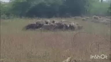 बारां: चीता केपी 2 का भाई केपी 3 भी बारां जिले में पहुंचा, बांझ आमली गांव से किया प्रवेश