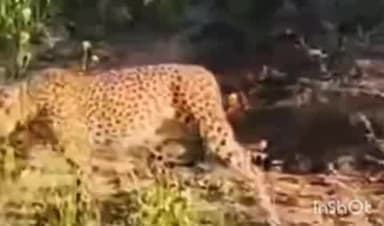 मांगरौल: मध्यप्रदेश के कूनो नेशनल पार्क से एक और चीता रामगढ़ क्षेत्र में पहुंचा, कूनो और वन विभाग की टीमें कर रही हैं निगरानी