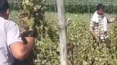 मनोहरथाना: जावर पुलिस ने लाइसेंस की आड़ में अफीम के अवैध खेल का किया खुलासा, पति-पत्नी को किया गिरफ्तार