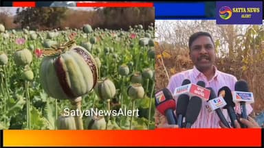 ସୁନ୍ଦରଗଡ଼ ଜିଲ୍ଲା ବଣାଇ ଉପଖଣ୍ଡ ସାଜିଛି ଅଫିମ ଚାଷ ର ପେଣ୍ଠ ସ୍ଥଳ। ପୁଣି ନଷ୍ଟ କରାଗଲା ଦେଢ଼ କୋଟି ଟଙ୍କାର ଅଫିମ ଗଛ। ଫଳ , ଫୁଲରେ ଭର୍ତ୍ତି...