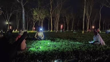 মুনলাইট প্লাকিং দেখেছেন আপনি...?, দেখুন আলিপুরদুয়ার মাঝেরডাবড়ী চা বাগানের চিত্র