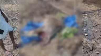 कोतमा: बैगा डेबरा में अज्ञात जंगली जानवर ने गाय का शिकार किया