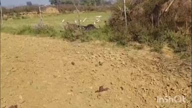 सोरांव: नवाबगंज थाना क्षेत्र के डेरवा सिंगरौर उपरहार गांव में चारा काटने गई महिला करंट की चपेट में आई, मौत पर परिजनों में कोहराम