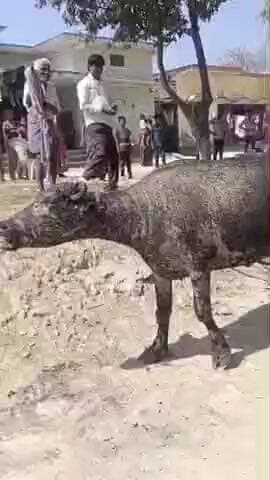 जखनिया: रेवरिया गांव में भीषण अग्निकांड, झोपड़ी जलकर हुई राख, एक भैंस और पड़वा जिंदा जले, दोनों की हुई मौत