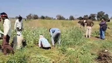 दमोह: सुलैहा में 3 एकड़ अवैध अफीम की खेती पर कलेक्टर ने पटवारी और कोटवार को जारी किया नोटिस