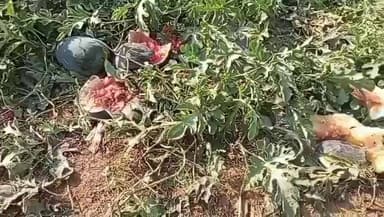 ବୌଦ୍ଧ ସଦର: ସରଧାପୁର ଗ୍ରାମରେ 13 ଟିକିଆ ହାତୀ ପଲ, 4 ଏକର ଜମିରୁ ତରଭୁଜ ଚାଷ କଲେ ନଷ୍ଟ