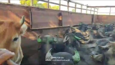 सरई: सरई में ग्रामीणों ने मवेशी तस्करों का ट्रक पकड़ा, 18 भैंस, 1 गाय व बछड़ा मुक्त, पुलिस ने छह आरोपियों पर मामला दर्ज किया