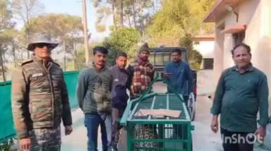 अल्मोड़ा: खगमरा क्षेत्र में लंबे समय से आतंक का पर्याय बना गुलदार पिंजरे में कैद