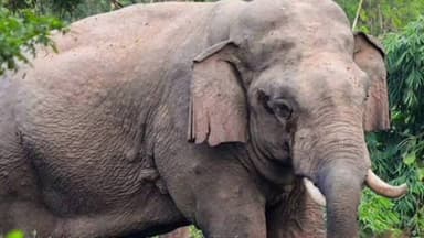 जैतहरी: जैतहरी के जंगल में गूंजे गजराज के कदम, 4 हाथियों की दस्तक से बढ़ी सतर्कता