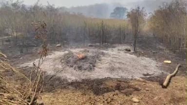 అసిఫాబాద్: భీంపూర్ గ్రామంలో కంది పంట దగ్దం