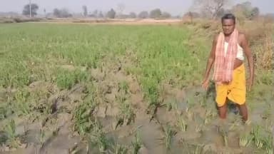 ବୌଦ୍ଧ ସଦର: ଚଣ୍ଡିଗଡ ଗ୍ରାମରେ ଦୁଇ ଏକର ରବି ଧାନ ଫସଲ ଖାଇଗଲେ ହାତୀପଲ, ସହାୟତା ଦାବି