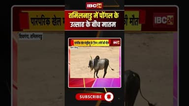 तमिलनाडु में पोंगल के उत्साह के बीच मातम #tamilnadu #pongal #hindinews #ytshorts #latestnews #shorts