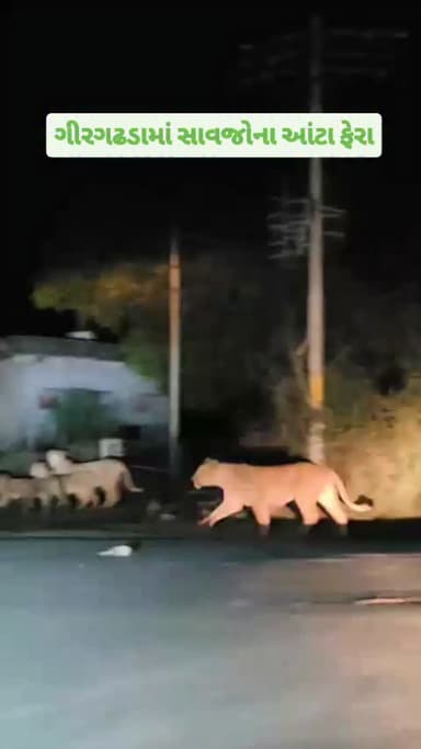 ગીરગઢડામાં સાવજોના આંટા ફેરા
#sasangir #dhari #savaj #lions #girsomnath