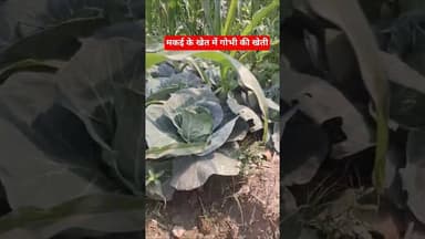 लगाया मकई, पैदा हुआ गोभी, किशनगंज के किसान का कमाल देखिए #shorts #maize #kishanganj