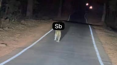 सतना के धारकुंडी आश्रम के समीप सड़क में दिखा तेदुआ...!
#maihar #satnanews #maihartemple #ramnagarnews #chitrakootexpress...