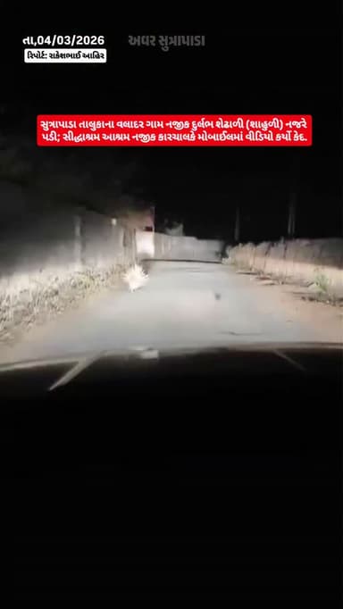 સુત્રાપાડા તાલુકાના વલાદર ગામ નજીક દુર્લભ શેઢાળી (શાહુળી) નજરે પડી,ગીર જંગલ બોર્ડર વિસ્તારમાં રાત્રિના સમયે રસ્તો ક્રોસ ...