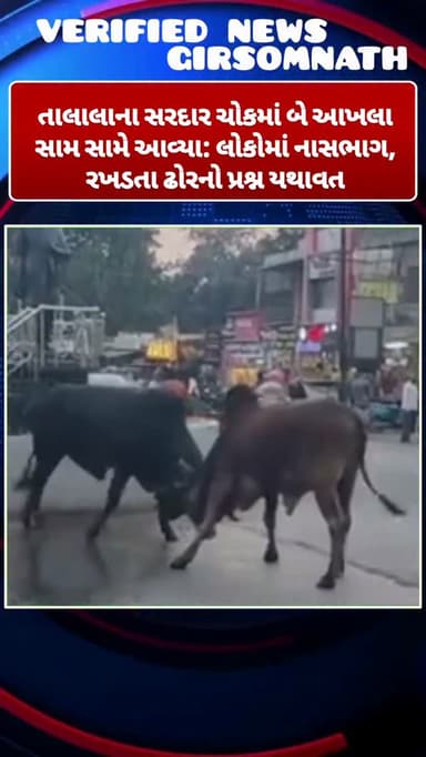 તાલાલાના સરદાર ચોકમાં બે આખલા સામ સામે આવ્યા: લોકોમાં નાસભાગ, રખડતા ઢોરનો પ્રશ્ન યથાવત
#girsomnath #talala #talalagir #...