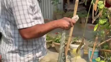 সোণাৰি: সোণাৰিত দুটাকৈ প্ৰকাণ্ড অজগৰ সাপ উদ্ধাৰ অভিযান সফল