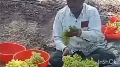 मिरज: आखाती देशातील युद्धामुळे द्राक्ष निर्यातीला फटका,हजारो कंटेनर प्रतीक्षेत,जिल्ह्यातील द्राक्ष बागायतदारांना मोठा फटका