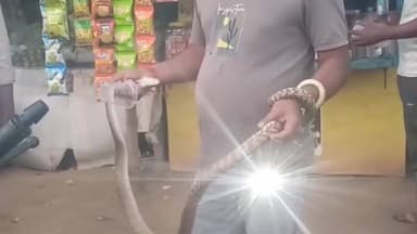 पेटरवार: छत्रु बाबू चौक के पास 7 फीट का सांप देखकर मची अफरातफरी, युवक ने साहस दिखाया