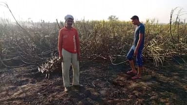 मनातू: सेमरी शुक्रपुल के पास 21 कट्ठा गन्ने की फसल जलकर राख