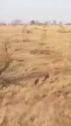 मंदसौर जिले के गांधी सागर में चीते की कुने में वर्दी हुई!