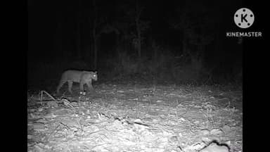 राजिम: उदंती सीतानदी टाइगर रिजर्व क्षेत्र में ट्रैक कैमरे में कैद हुए वन्यजीवों की तस्वीर