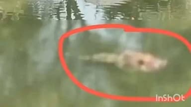 కొమ్మమూరు కాలువలో కొట్టుకు వచ్చిన గుర్తుతెలియని మృతదేహం, కారంచేడు పోలీసుల విచారణ