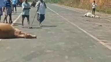 రంపుల ఘాట్ హైవేపై పశువుల మందను ఢీకొట్టిన రెండు ద్విచక్ర వాహనాలు, మూడు పశువుల మృతి