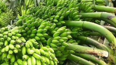 माळशिरस: इराण आणि इस्राईल यांच्यामध्ये सुरू असलेल्या युद्धामुळे तालुक्यातील केळी उत्पादक शेतकरी अडचणीत