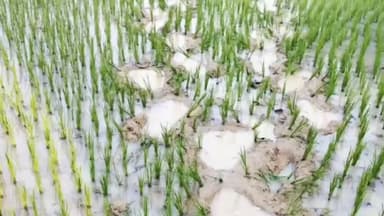 बहरागोड़ा: बहरागोड़ा में हाथियों का उत्पात, रौंदी धान की फसल