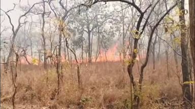 ఆత్మకూరు ఆటో డివిజన్ లోని పెచ్చెరువు అడవి ప్రాంతంలో అగ్నిప్రమాదం ..తీవ్రంగా విస్తరిస్తున్న అగ్ని కార్చిచ్చు