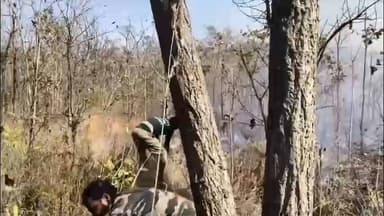 నల్లమల అడవుల్లో అగ్నిప్రమాదం