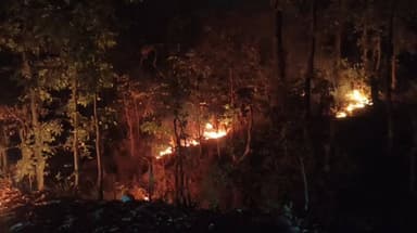 ନର୍ଲା: ଝାଟି ଜଙ୍ଗଲରେ ନିଆଁ ଲାଗି ବ୍ୟାପକ ମୂଲ୍ୟବାନ ଗଛ ପୋଡ଼ି ନଷ୍ଟ।