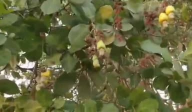 పెద్దాపురం: జీడి రైతులకు మంచు గండం, అధైర్యపడవద్దు ఉద్యాన అధికారిణి శైలజ