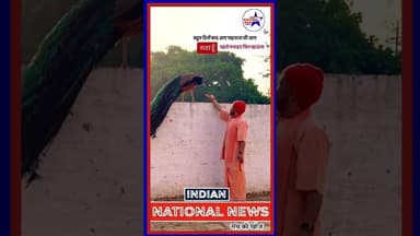 #योगी_जी से नाराज़गी ज़ाहिर करता हुआ राष्ट्रीय पक्षी मोर #shortsfeed #shortsviral #trendingvideo