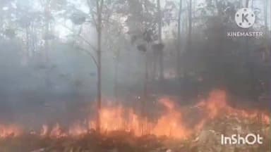 ଜୁନାଗଡ: ନକଟିକାନୀ ସଂରକ୍ଷିତ ଜଙ୍ଗଲରେ ନିଆଁ ର ପ୍ରକୋପ ଜଳିଗଲା ଗାଈ ଗୁହାଳ