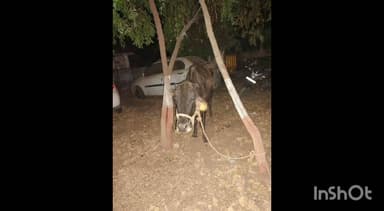 મોડાસા: શહેરના કસ્બા વિસ્તાર માંથી મરણતોલ હાલતમાં બાંધી રાખેલ 7 ગૌવંશ ને પોલીસે બચાવ્યા