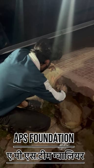 ये पप्पी के ऊपर किसी ने गाड़ी चढ़ा दी और भाग गया..!
Respect Girls help poor help animals
#apsgurjar #viral #gwalior #support