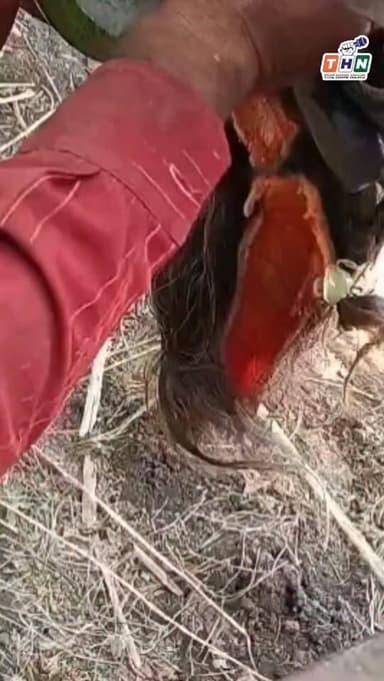 आगर मालवा जिले के सुसनेर में थ्रेसर मशीन में आने से एक महिला की हुई दर्दनाक मौत #agar #crime #ᴠɪʀᴀʟᴠɪᴅᴇᴏs #india