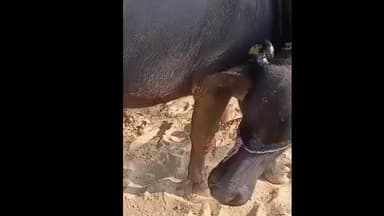 बहरोड़ में मुख्यमंत्री मंगला पशु बीमा योजना का 86 प्रतिशत पंजीकरण हुआ पूरा