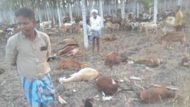 ಅರಸೀಕೆರೆ: ವಿಷಕಾರಿ ಮೇವು ತಿಂದು ನೂರಾರು ಕುರಿಗಳು ಸಾವು ತಾಲೂಕಿನ ದೊಡ್ಡಘಟ್ಟ ಗ್ರಾಮದಲ್ಲಿ ಘಟನೆ