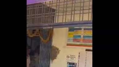 भीकनगांव: कॉपर तार चोरी करने के आरोप में एक नाबालिग समेत दो गिरफ्तार